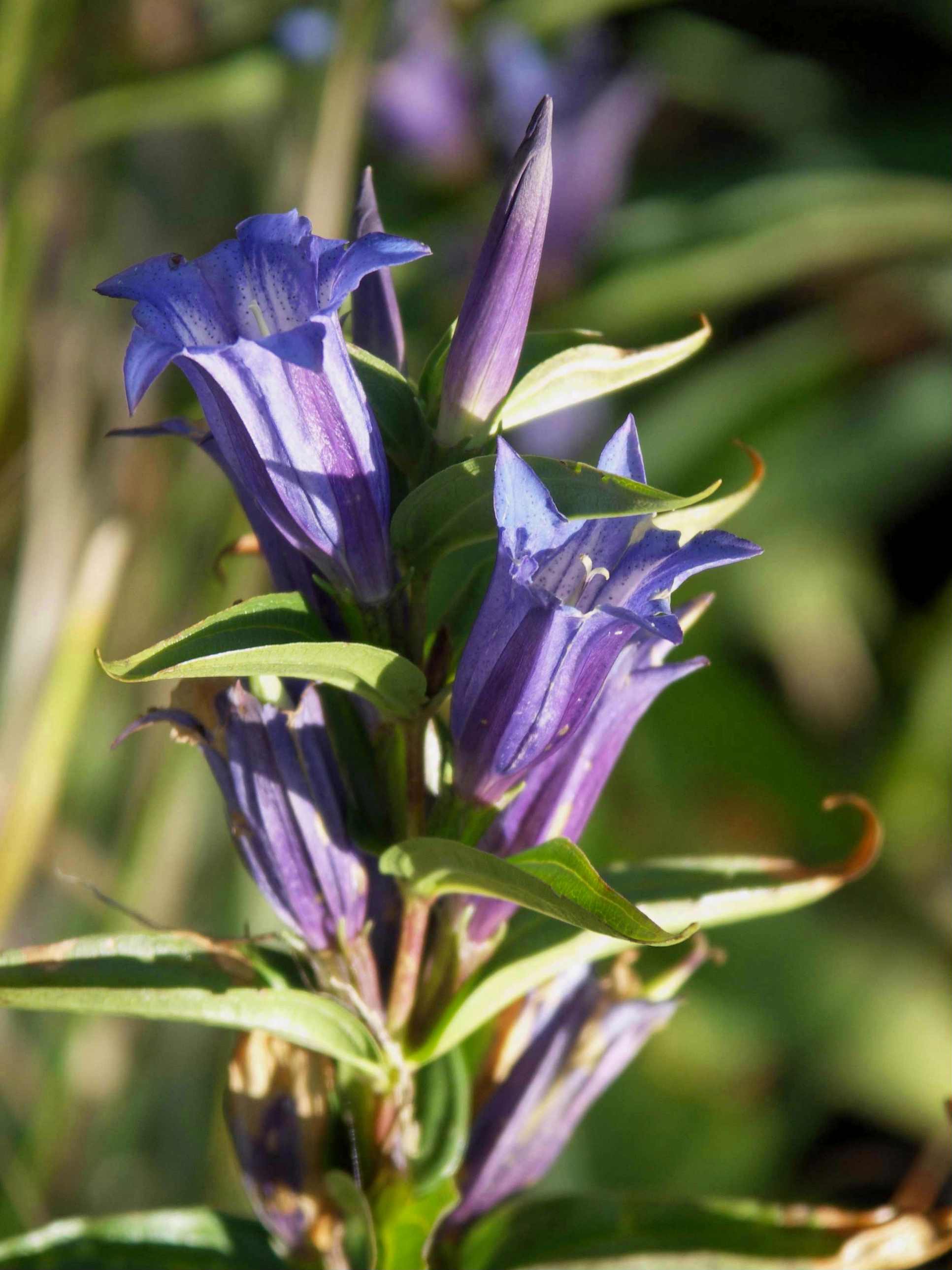 Gentiana asclepiadea